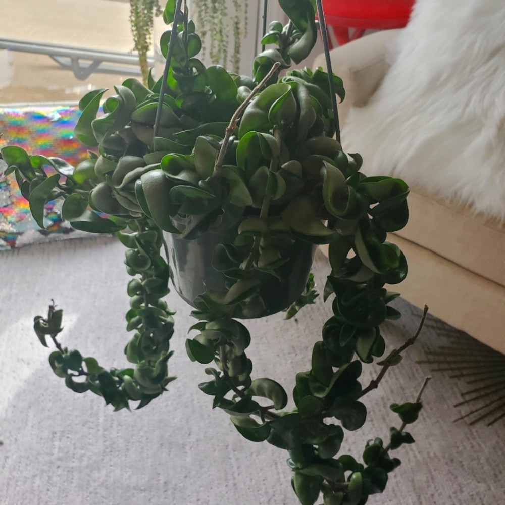 Hindu Rope Hoya Plant or Hoya Compacta